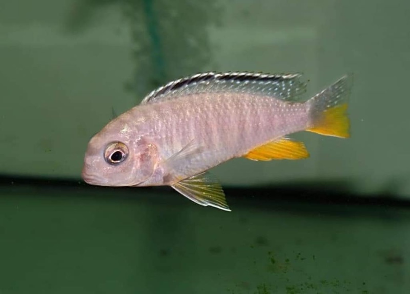 Tropheops sp. 'red fin' Hai Reef